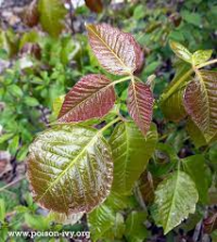 Poison Ivy